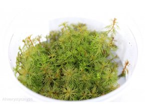 IN-VITRO Myriophyllum tuberculatum Kubek 10cm - Uprawa In Vitro